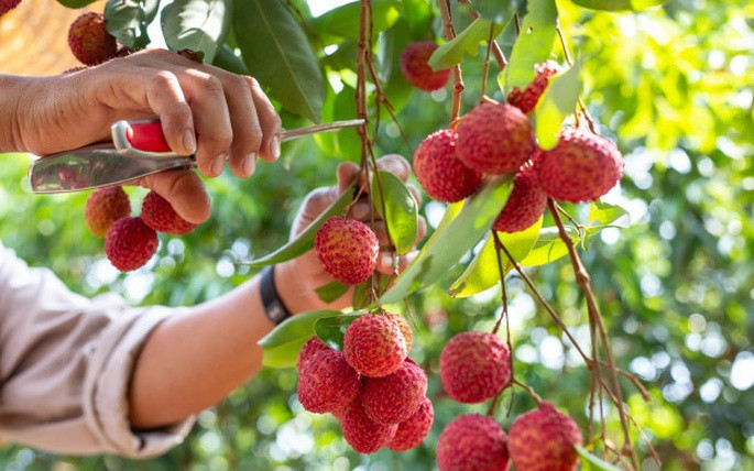 Ngôi sao xuất khẩu mới của nông sản Việt: Kim ngạch tăng gấp 3 lần, Mỹ và Anh mạnh tay nhập