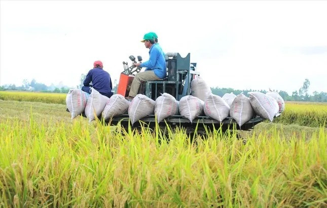 Chương trình “Phát triển bền vững một triệu ha lúa chất lượng cao, giảm phát thải” tại Đồng bằng sông Cửu Long đã đạt được nhiều thành tựu. anh-964-9787-2664-8785.jpg.jpg
