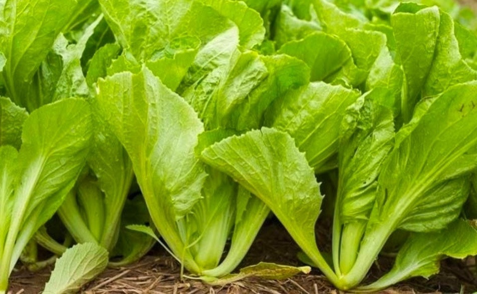 Loại rau xưa mọc đầy vườn chẳng ai ăn, nay ví ‘nhân sâm nhà nghèo’: Giàu dinh dưỡng lại giúp hỗ trợ điều trị bệnh, giá chỉ 3.000 đồng/1 mớ