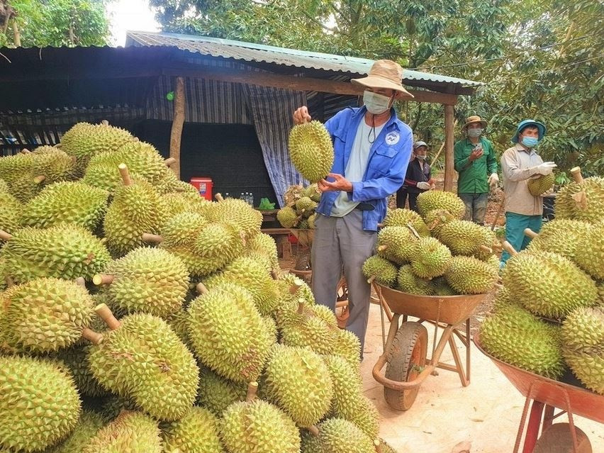 Tin mừng cho sầu riêng