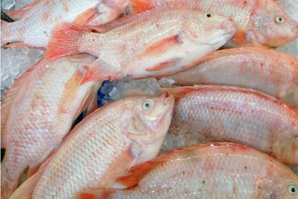 Ngon, ít xương, loài cá 'toàn thân màu hồng' này bán đầy chợ: Giá chỉ 65.000 đồng/kg, nhiều người ưa chuộng