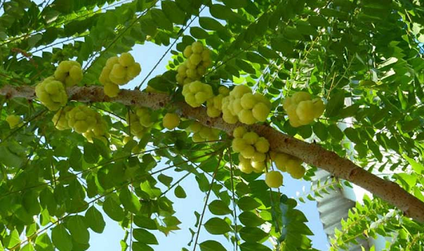 Loại quả mọc dại xưa chín rụng đầy, cho không ai lấy, giờ thành đặc sản 'cháy hàng' giá 120.000 đồng/kg