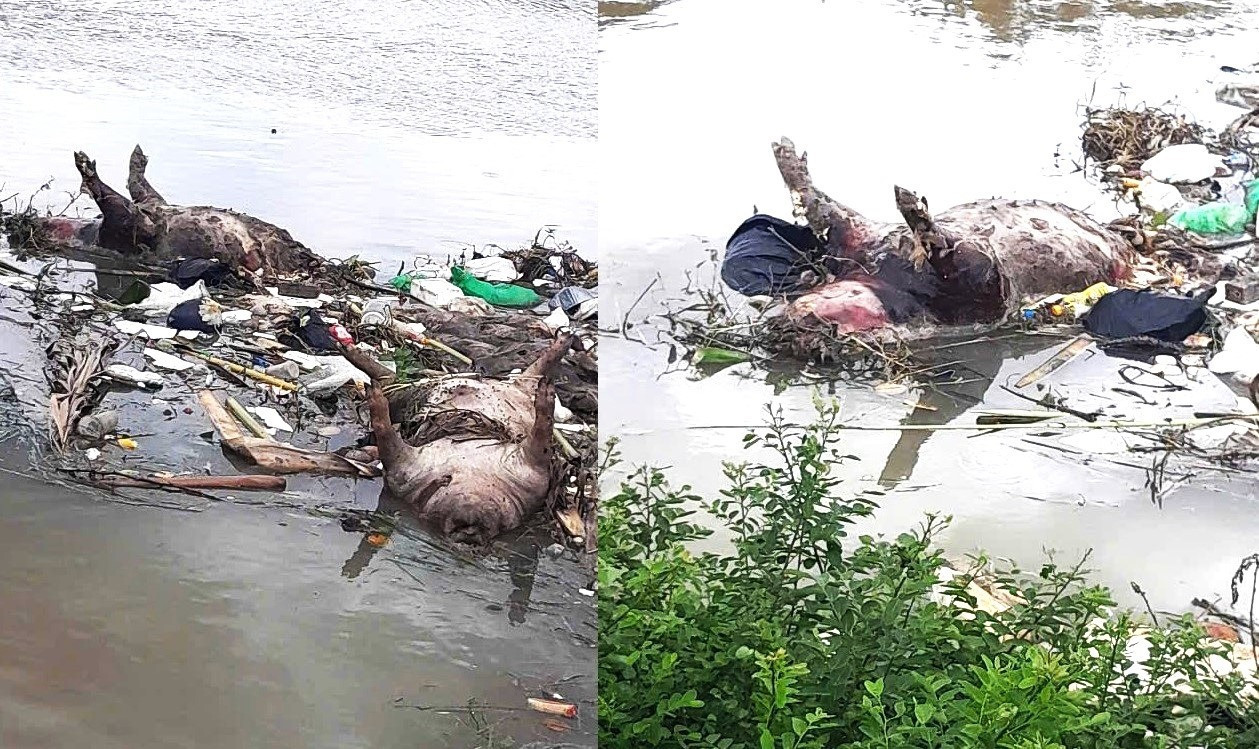 Xác lợn bị vứt bừa bãi ra môi trường. Ảnh: Anh Minh. tienphong-19.jpg