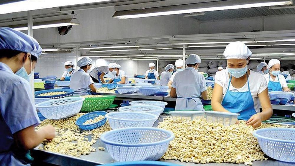 Doanh nghiệp điều đang tìm hướng đa dạng hoá thị trường. hat-dieu.jpg