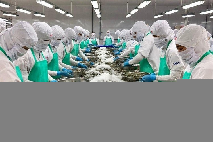 Xuất khẩu tôm chế biến, giá trị gia tăng sang Mỹ dự báo vẫn duy trì được lợi thế cạnh tranh. xuat-khau-tom.jpg