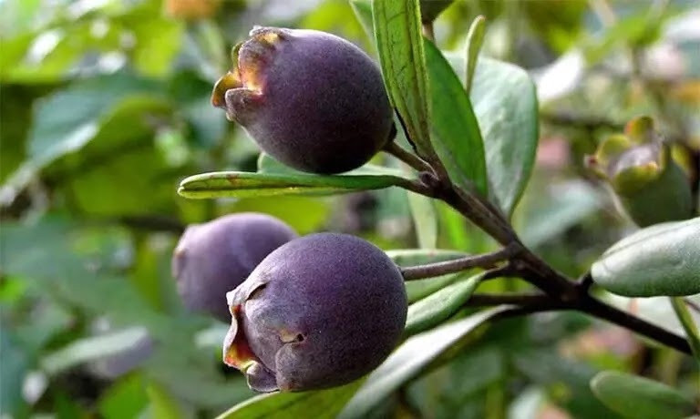 Mang cây mọc dại trên núi về trồng, hộ nông dân Quảng Trị đếm tiền mỏi tay nhờ bán quả 50.000, bán lá 150.000 đồng/kg