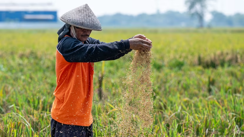Bất ngờ ngừng nhập khẩu gạo và tự cung tự cấp chỉ sau 5 tháng: Nền kinh tế số 1 Đông Nam Á chính thức vượt mặt Việt Nam - ảnh 2