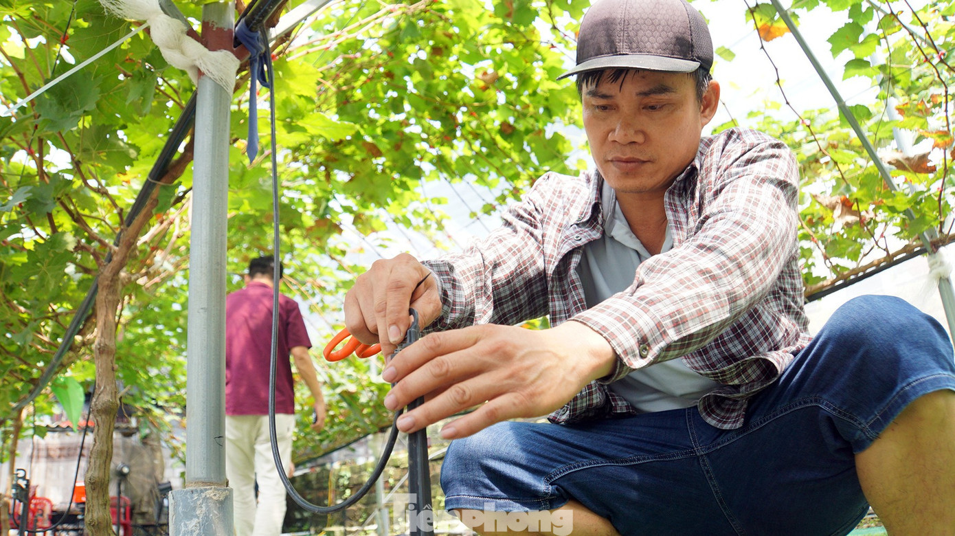 Anh Trịnh Văn Lợi cũng chia sẻ, trồng nho đòi hỏi vốn gấp nhiều lần trồng na, kỹ thuật và công chăm sóc cũng đòi hỏi cao, tỉ mỉ hơn. Anh dự định cùng một số hộ dân khác trồng nho đề xuất lực lượng chức năng tổ chức thẩm định chất lượng để định vị thương hiệu cũng như mở rộng vùng trồng. tp-vuon-nho-3.jpg