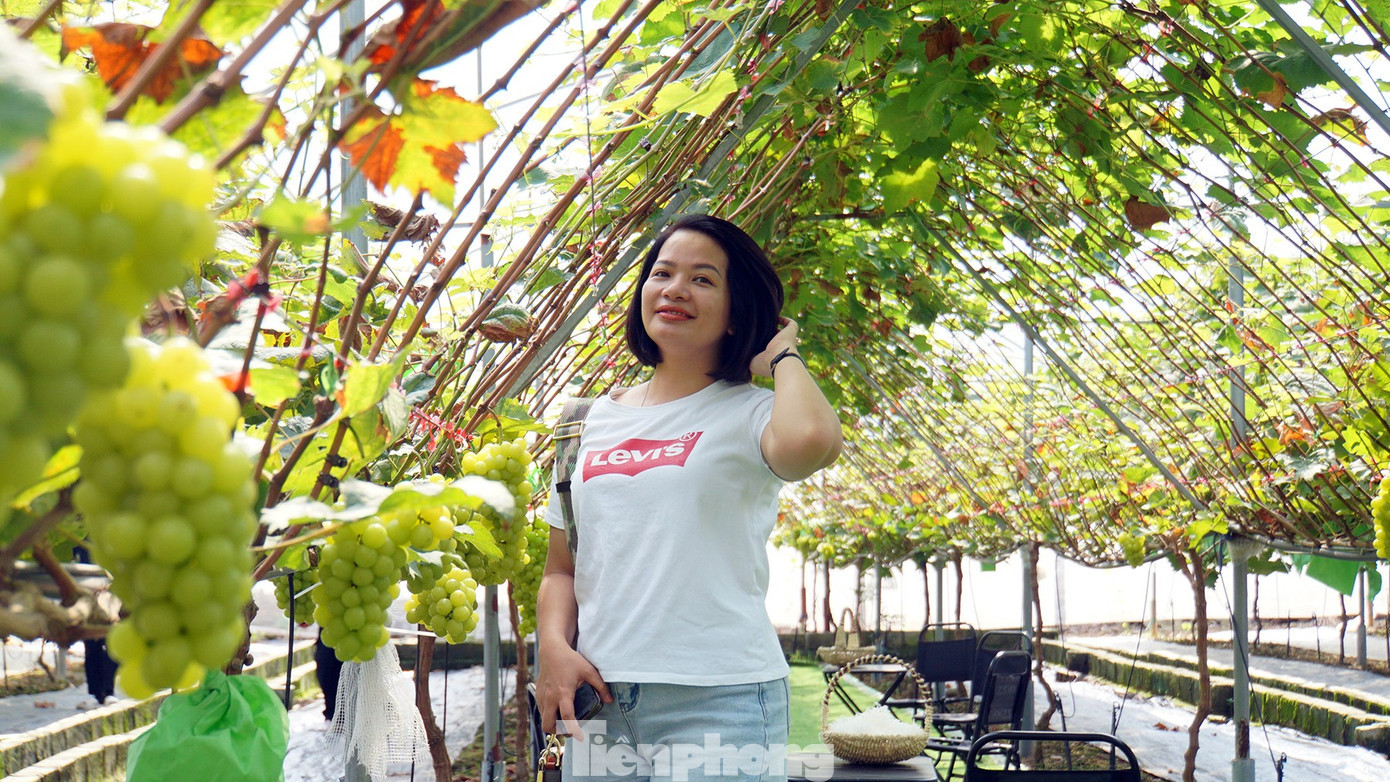 Vườn nho được thiết kế nhà lưới che, tán nho lan theo hệ thống giàn cao nên nông trại luôn mát dịu dù trời nắng. Người làm vườn hoặc du khách thỏa mái đi lại thăm vườn, chụp ảnh check-in... tp-vuon-nho-18.jpg