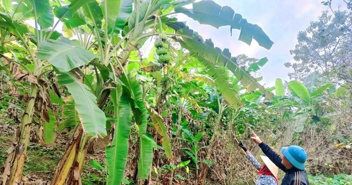 Giống chuối đặc biệt cho sản lượng 1.000 tấn/năm giúp nông dân một xã Phú Thọ 'ba đời đổi vận'