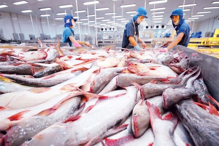 Cá tra được giá, Nam Việt, Vĩnh Hoàn và IDI đua nhau lập đỉnh lợi nhuận nhiều năm