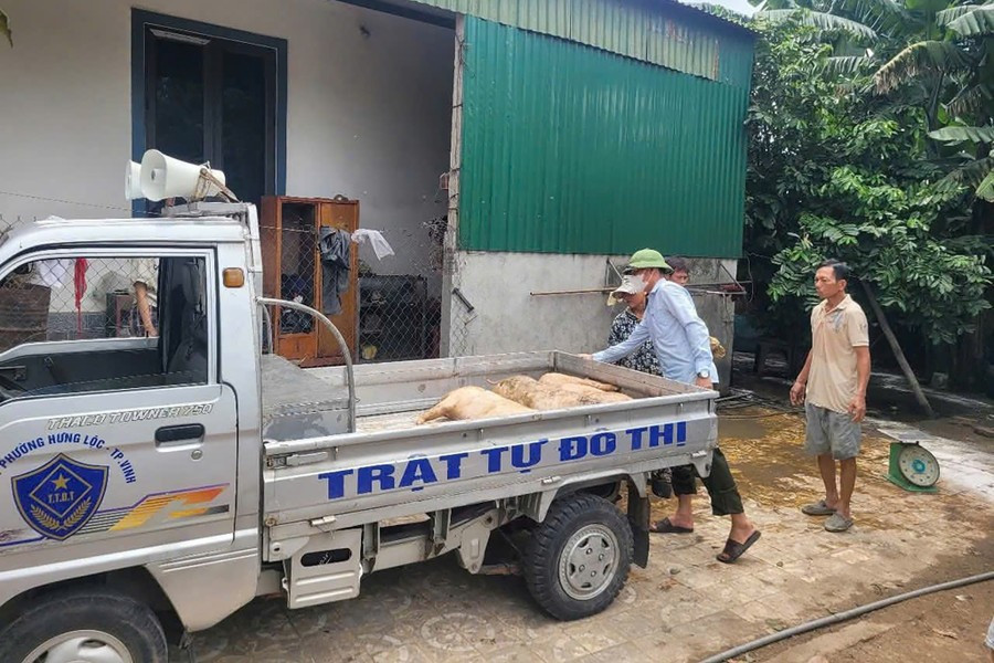 Chính quyền phường Vinh Lộc tiêu hủy lợn nhiễm bệnh dichtalon2.jpg