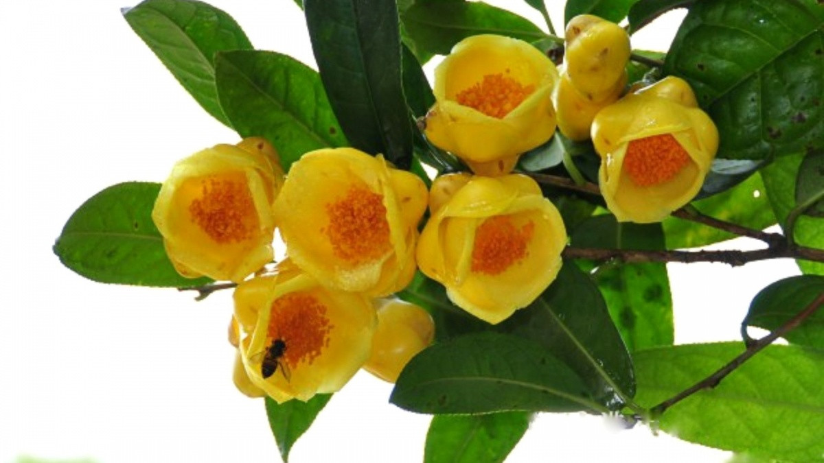Cây 'đẻ ra vàng' ở Việt Nam được Trung Quốc lùng mua ráo riết, được ví như 'thần dược' giá tới 15 triệu/kg