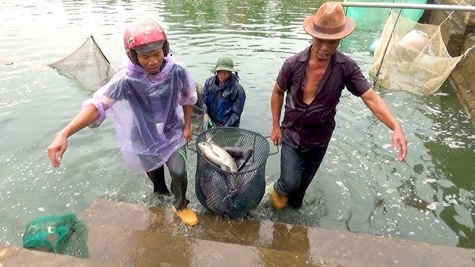'Đánh thức' ruộng bỏ hoang, nông dân Hải Dương (cũ) nuôi cá triệu đô, chỉ sau 2 tháng đã đón tin vui