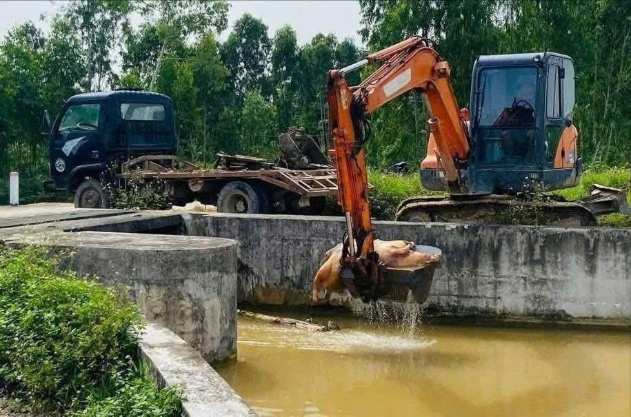 Tình trạng vứt xác lợn chết xuống sông, kênh mương vẫn diễn ra ở Nghệ An z6813760424630-c0c2505ff3f2a32eee98553dd3f5b96e.jpg