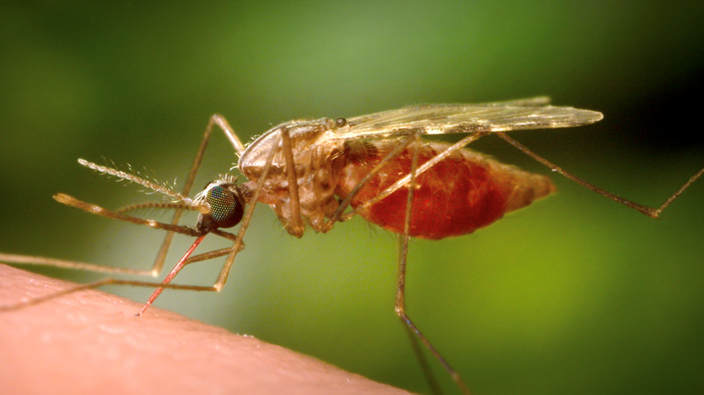 Dịch sốt Chikungunya bùng phát dữ dội ở Trung Quốc: Hơn 7.000 người nhập viện, được đánh giá nghiêm trọng ngang Covid-19 - ảnh 2
