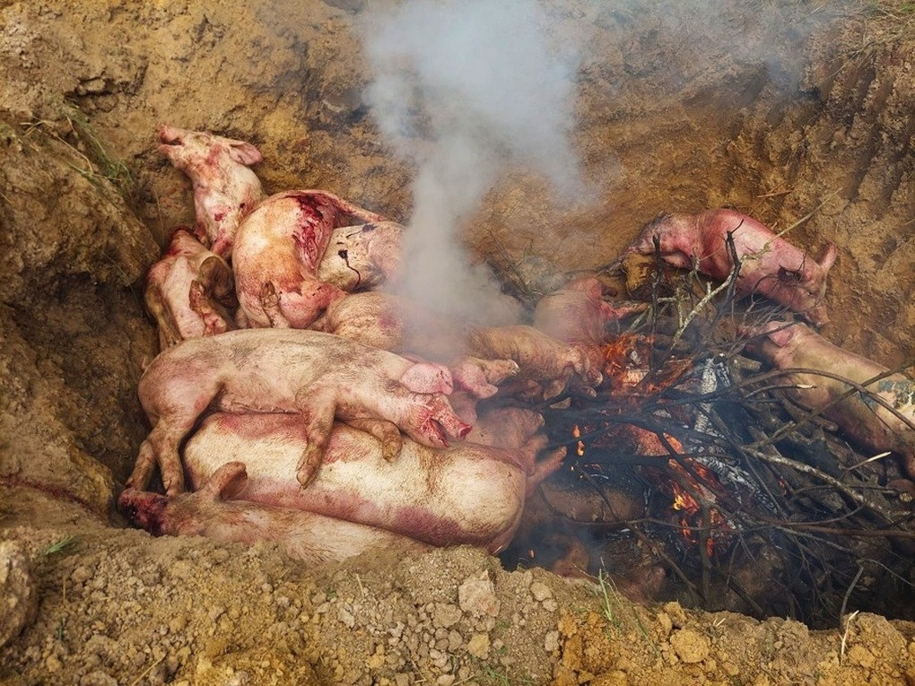'Thủ phủ heo' Việt Nam căng mình đối phó dịch tả heo châu Phi