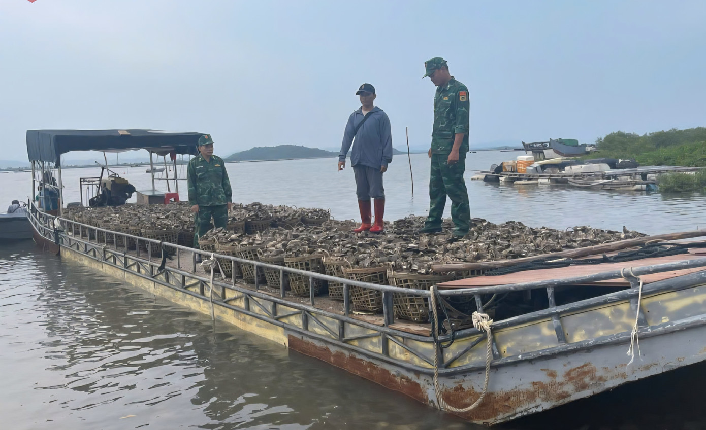 Lực lượng chức năng bắt giữ hàu nhập lậu từ Trung Quốc. 1000022439.jpg
