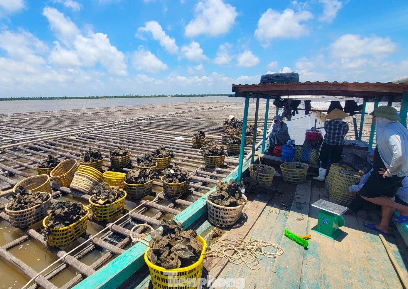 Quảng Ninh đang vào mùa vụ thu hoạch hàu. tp-fe6bcc.jpg