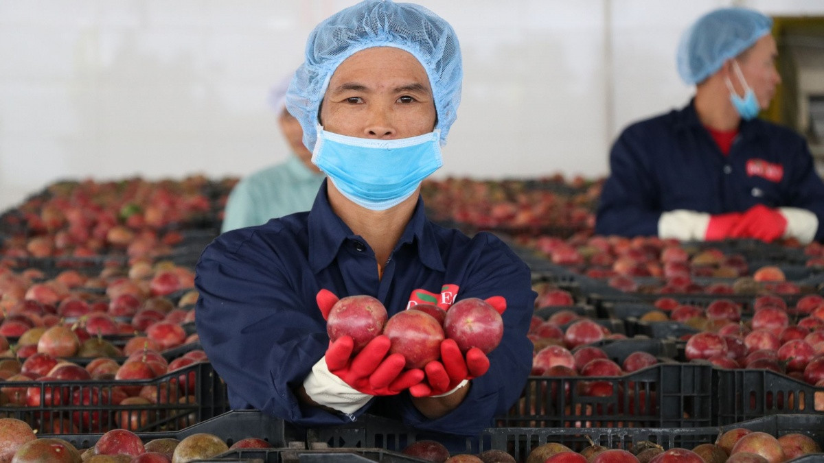 Trồng mãi không được, Trung Quốc 'chịu thua' loại quả Việt Nam, nước ta vươn lên thành 'ông lớn' xuất khẩu thu về hàng tỷ USD