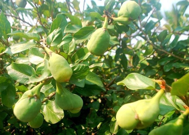 Loại rau dại mọc bám tường, giá 70.000 đồng/kg, người bán dặn 'mua về phải ăn ngay'