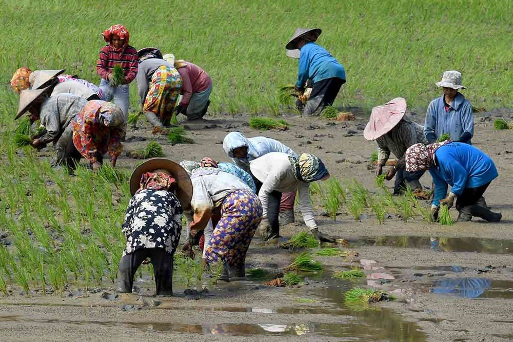 Nền kinh tế lớn nhất Đông Nam Á bất ngờ ngừng nhập khẩu gạo, muốn tự cung tự cấp: Việt Nam mất khách hàng lớn, khối lượng giao dịch giảm 97%