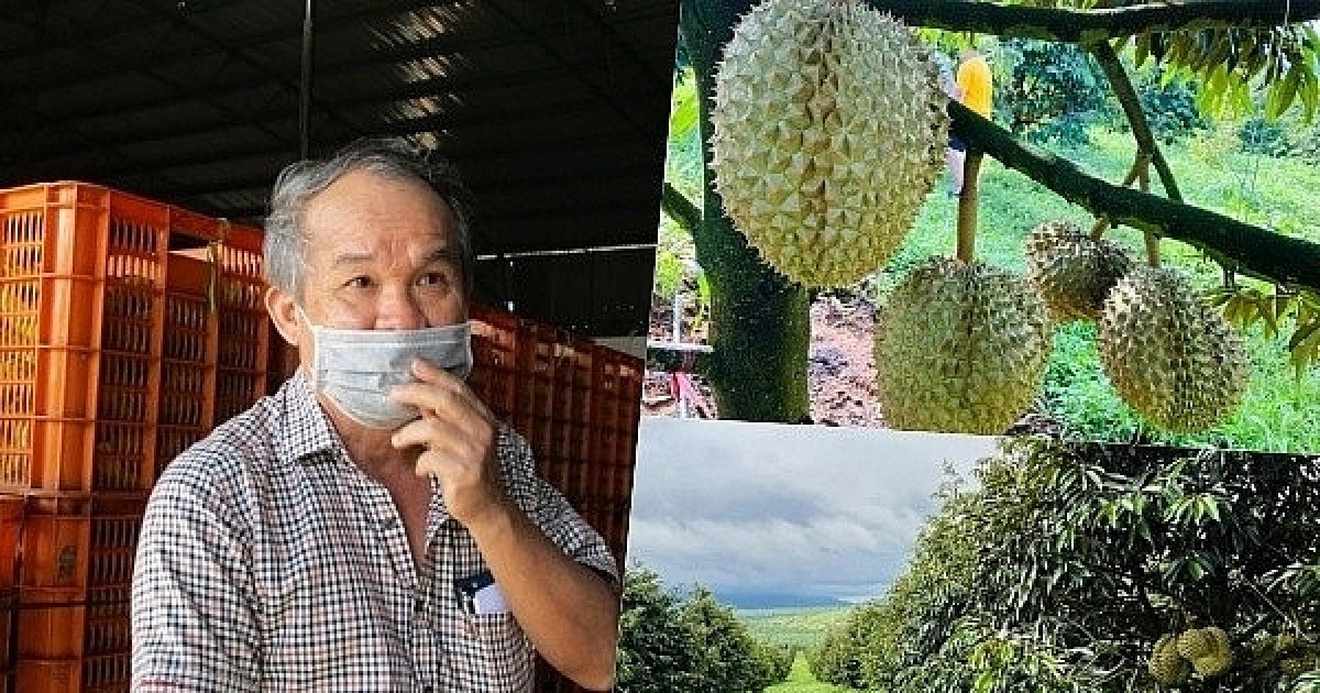 2.600ha sầu riêng của Trung Quốc đang 'uy hiếp' nông trường 2.000ha của HAGL?