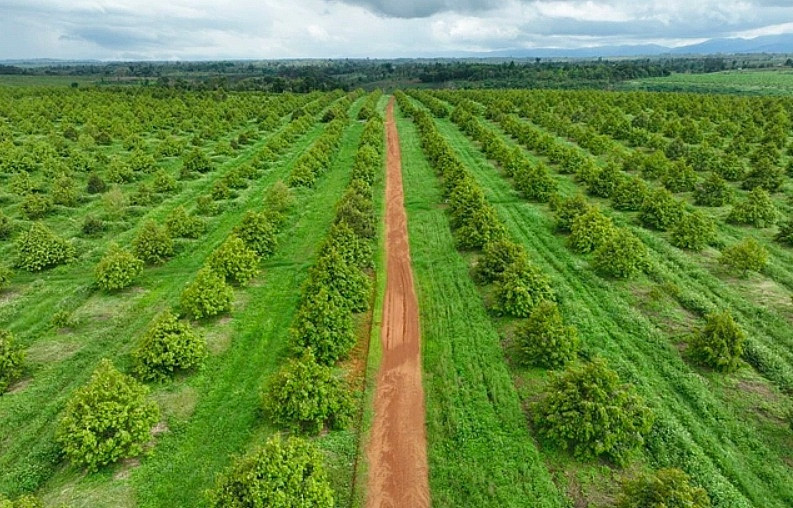 2.600ha sầu riêng của Trung Quốc đang 'uy hiếp' nông trường 2.000ha của HAGL?
