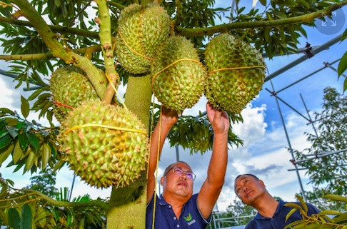 Trung Quốc trồng thành công 2.000 tấn sầu riêng ở Hải Nam, đe dọa vị thế Việt Nam ra sao?