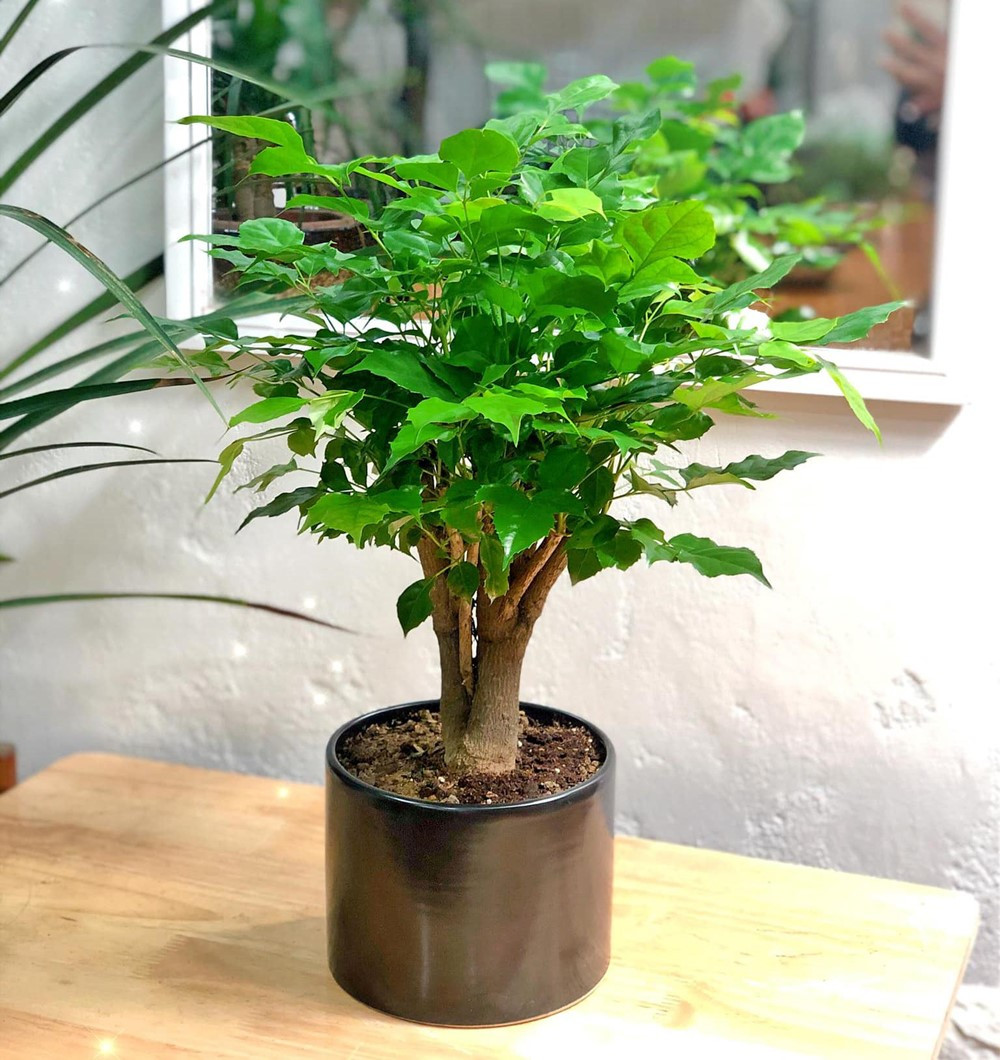 4 loại cây nên có trong phòng khách, mười nhà đặt thì chín nhà giàu, trồng một chậu để nhà thịnh vượng - ảnh 4