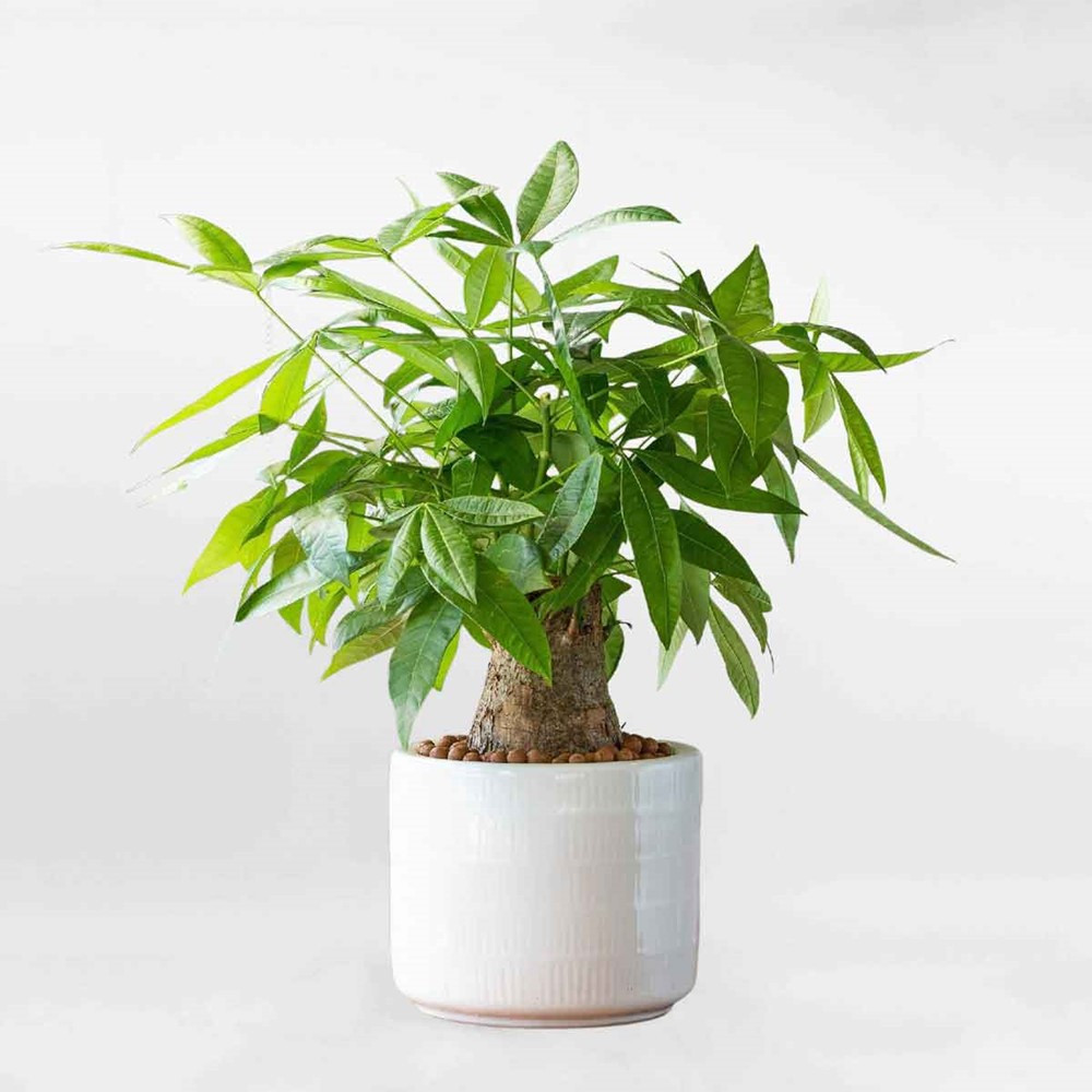4 loại cây nên có trong phòng khách, mười nhà đặt thì chín nhà giàu, trồng một chậu để nhà thịnh vượng - ảnh 3