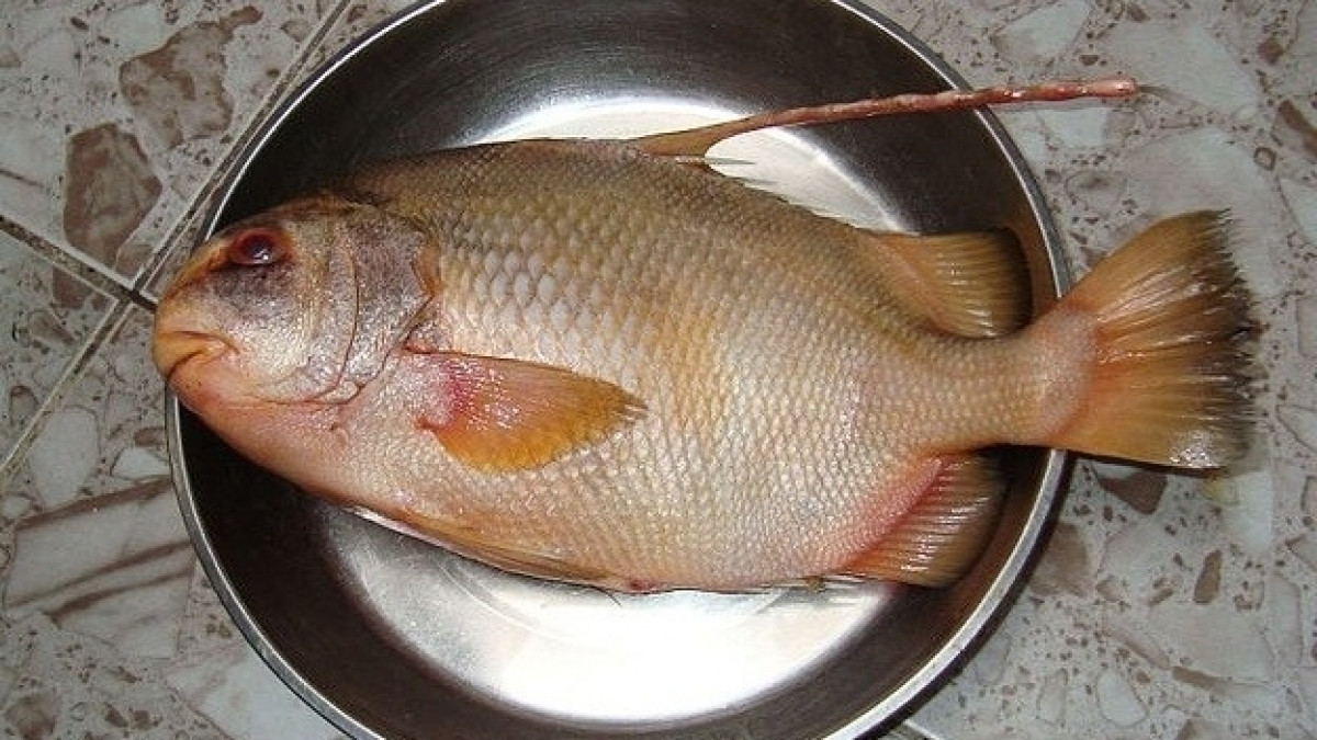 Từng là đặc sản giá 2 triệu/kg, nay loài cá này lọt vào danh sách cấm khai thác khiến dân sành ăn tiếc hùi hụi