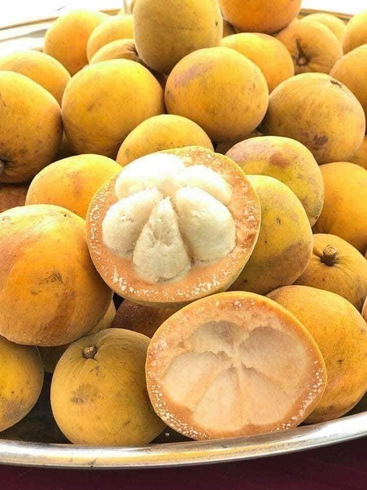 Đặc sản ‘măng cụt rừng’ Đồ Sơn vào mùa: Chua thanh, ngọt dịu, giá từ 35.000 đồng/kg