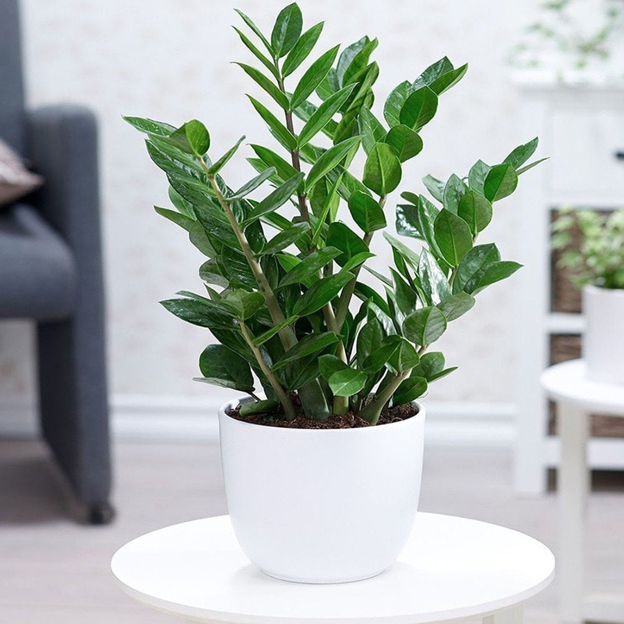 5 loại cây người giàu rất thích trồng, càng nở hoa càng phát, người nghèo hay chặt vứt đi - ảnh 5