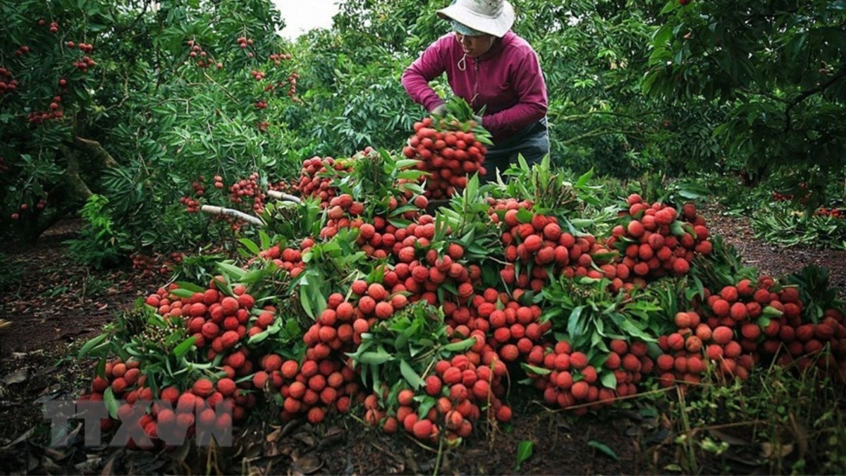 Loại quả quê mùa ở Việt Nam có khi cho không ai lấy: Là 'hàng hiếm' ở Trung Quốc, thương lái tranh nhau mua