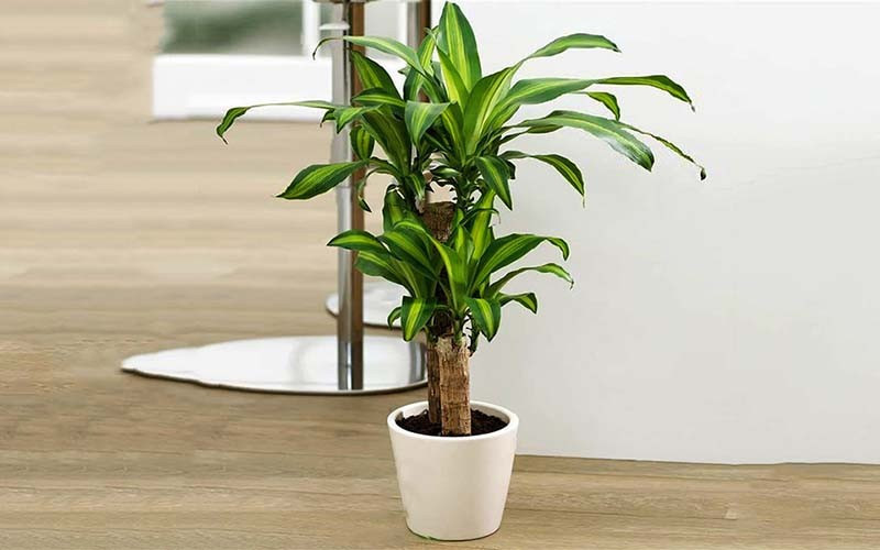 5 loại cây người giàu rất thích trồng, càng nở hoa càng phát, người nghèo hay chặt vứt đi - ảnh 1