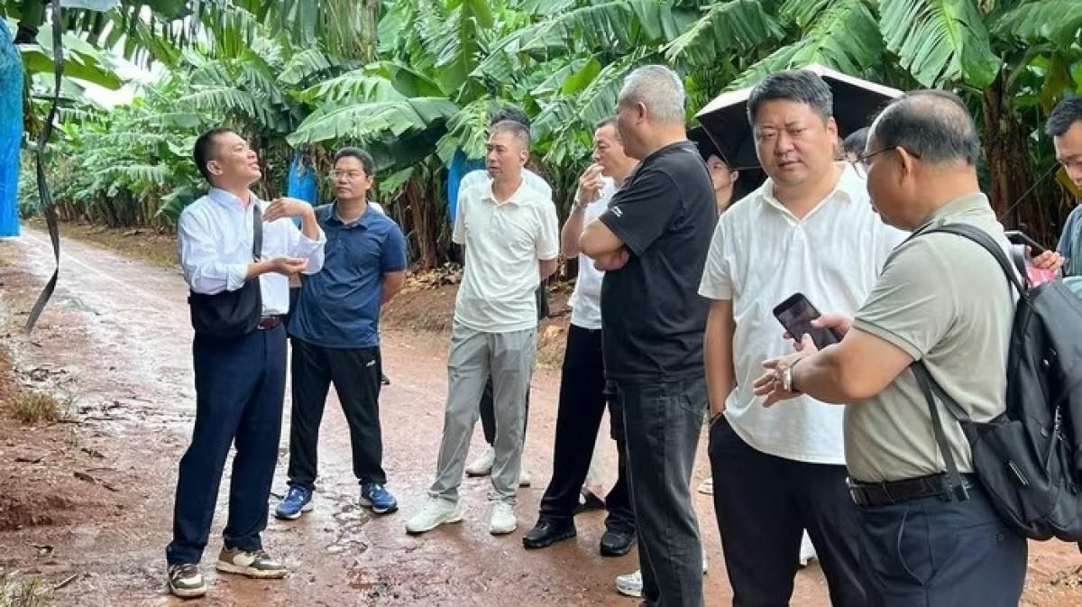 Gia Lai bắt tay một khu tự trị Trung Quốc để 'mở đại lộ' đưa nông sản Việt sang thị trường tỷ dân