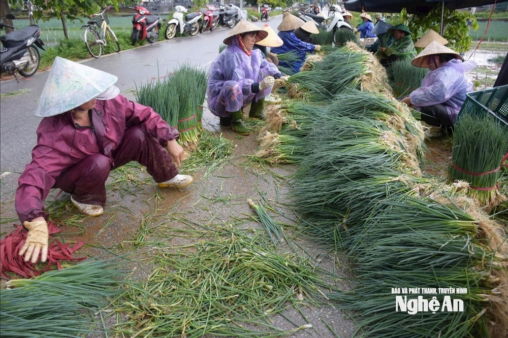 Vựa rau lớn nhất Nghệ An chìm trong biển nước, nông dân gồng mình nhổ non bán gỡ vốn