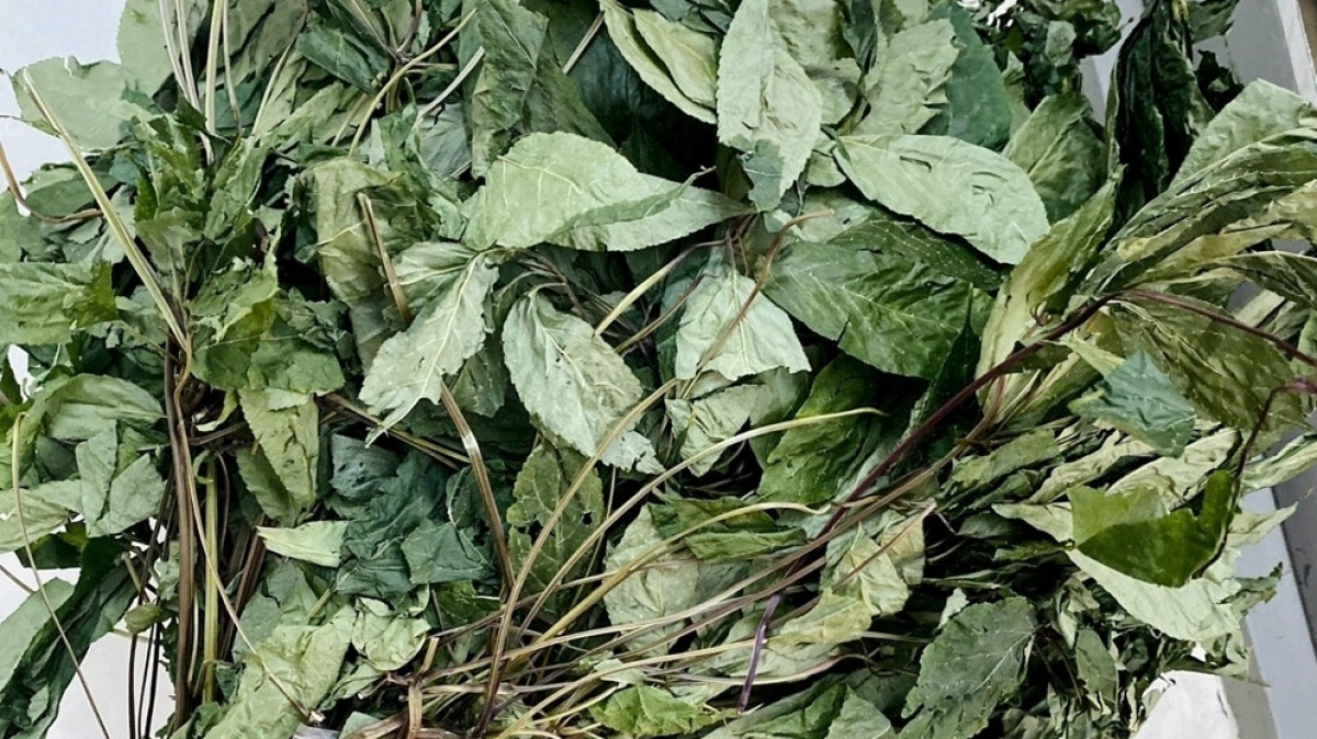 Loại lá cây dùng để pha trà, chỉ có ở Việt Nam, giá ngất ngưởng tới 150 triệu đồng/kg