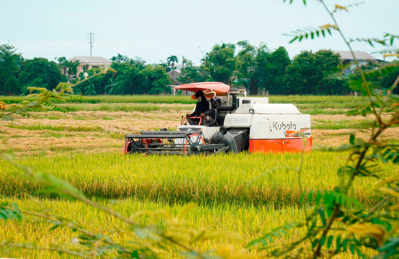 Nông dân phường Vỹ Dạ (TP Huế) khẩn trương tổ chức thu hoạch lúa hè thu vào sáng 23/8. gat-lua-chay-bao-so-5a.jpg