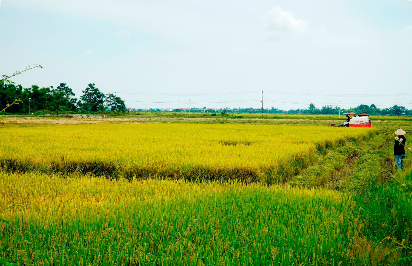 Lực lượng quân đội, chính quyền các địa phương được yêu cầu hỗ trợ nông dân TP Huế tổ chức thu hoạch lúa hè thu giai đoạn chín rộ để tránh thiệt hại do mưa bão gây ra. gat-lua-chay-bao-so-5c.jpg