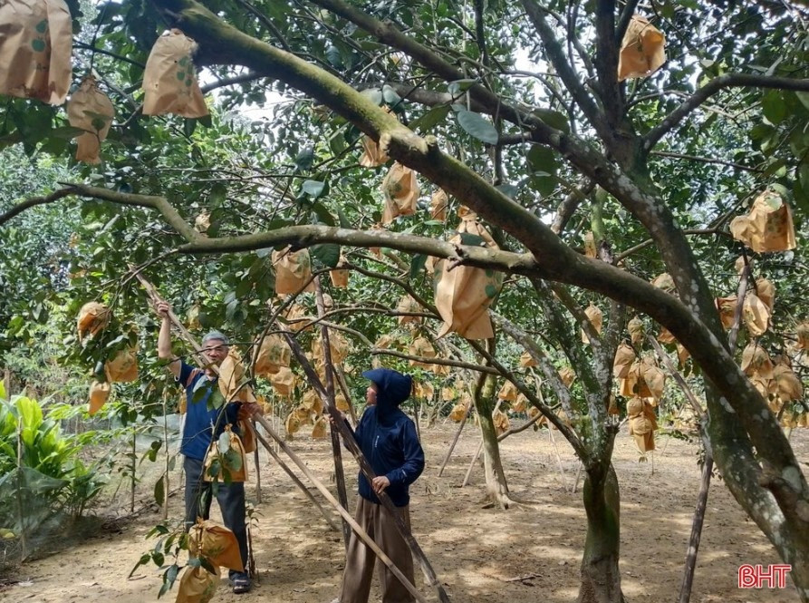 'Đệ nhất danh quả' đang vào mùa, một địa phương gấp rút thu hoạch sớm và chằng chống bảo vệ cây trước bão số 5