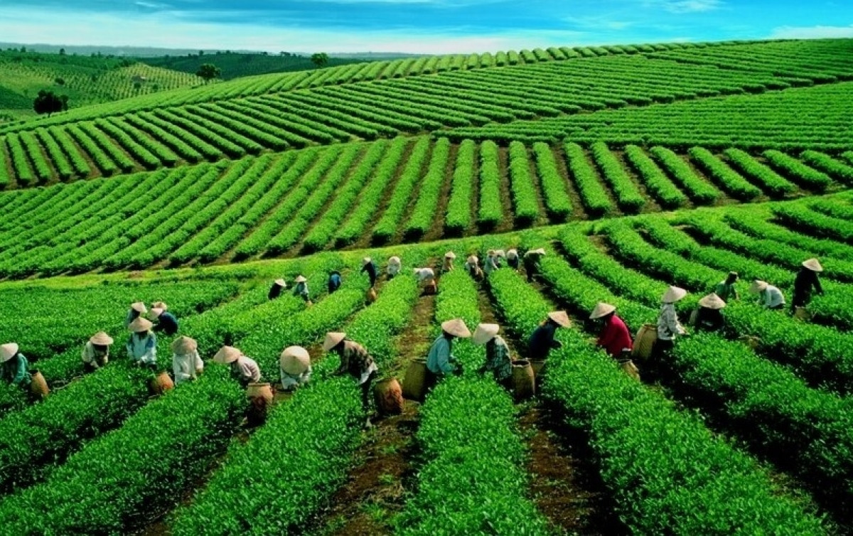 Xuất khẩu chè của Việt Nam chững lại, thị trường toàn cầu dư cung