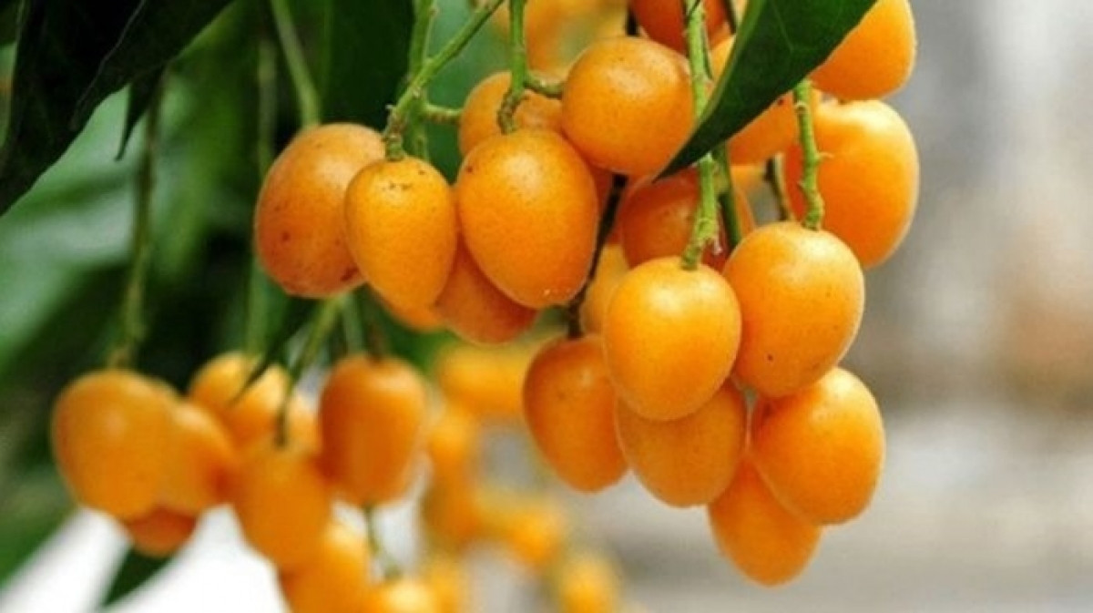 Loại quả chua ngọt giá rẻ như rau tại Việt Nam, phiên bản không hạt tại Trung Quốc bán đắt 10 lần vẫn cháy hàng