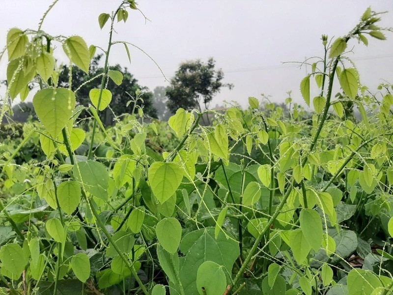 Thứ rau dại có tên 'bốc mùi', dễ bị nhầm với rau su su, là đặc sản được dân phố săn lùng