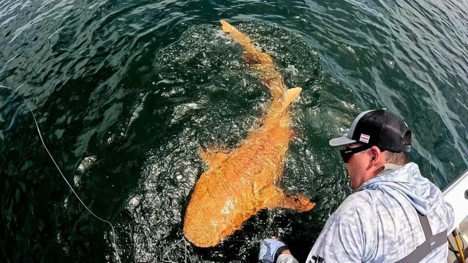 orange-nurse-shark-xanthism-inli-1.jpg