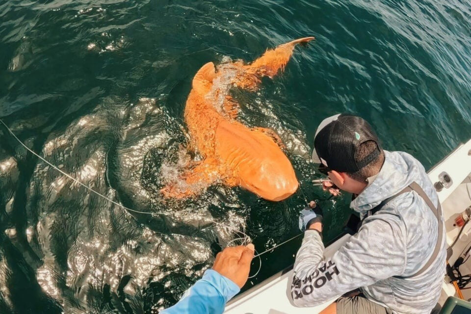 orange-shark-xanthism-main-960x6.jpg