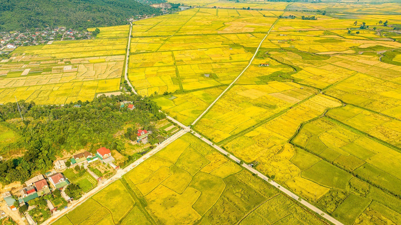 Những cánh đồng vàng ruộm đã đưa Việt Nam từ đất nước đói nghèo đến cường quốc xuất khẩu gạo. Ảnh: Cảnh Huệ. canh-dong-lua-tai-xa-xuan-hong-n-1.jpg