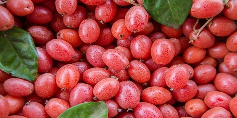 Thức quà vặt tuổi thơ cho không ai lấy, sang Trung Quốc thành cây cảnh giá tiền triệu mỗi gốc
