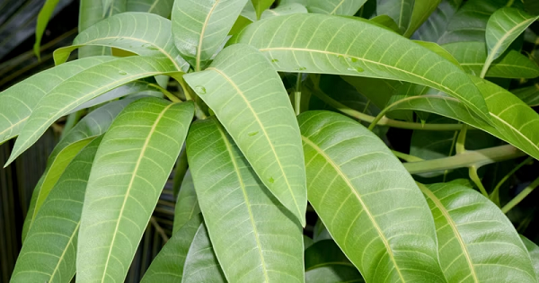 Loại lá có đầy ở Việt Nam, tưởng vô giá trị hóa ra phơi khô thành thảo dược quý, giá ra sao?